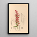 Geneeskrachtige planten Pl091 - Charles Frederick Millspaugh — ingelijst kunstwerk aan de muur