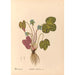 Reproductie van het schilderij Geneeskrachtige planten Pl095 - Charles Frederick Millspaugh