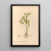 Geneeskrachtige planten Pl096 - Charles Frederick Millspaugh — ingelijst kunstwerk aan de muur