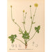Geneeskrachtige planten Pl098 - Charles Frederick Millspaugh — weergave van het kunstwerk