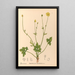 Geneeskrachtige planten Pl098 - Charles Frederick Millspaugh — ingelijst kunstwerk aan de muur