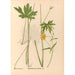 Reproductie van het schilderij Geneeskrachtige planten Pl099 - Charles Frederick Millspaugh