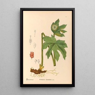 Charles Frederick Millspaugh - Medicinal Plants Pl102.webp