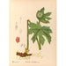 Reproductie van het schilderij Geneeskrachtige planten Pl102 - Charles Frederick Millspaugh