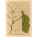 Reproductie van het schilderij Geneeskrachtige planten Pl107 - Charles Frederick Millspaugh