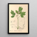 Reproductie van het schilderij Geneeskrachtige planten Pl109 - Charles Frederick Millspaugh