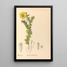 Reproductie van het schilderij Geneeskrachtige planten Pl113 - Charles Frederick Millspaugh