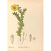 Reproductie van het schilderij Geneeskrachtige planten Pl113 - Charles Frederick Millspaugh
