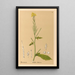 Reproductie van het schilderij Geneeskrachtige planten Pl116 - Charles Frederick Millspaugh