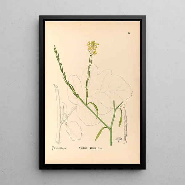 Charles Frederick Millspaugh - Medicinal Plants Pl117.webp