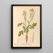 Geneeskrachtige planten Pl119 - Charles Frederick Millspaugh — ingelijst kunstwerk aan de muur