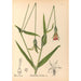 Reproductie van het schilderij Geneeskrachtige planten Pl124 - Charles Frederick Millspaugh
