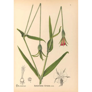 Charles Frederick Millspaugh - Medicinal Plants Pl124.webp