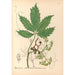 Geneeskrachtige planten Pl133 - Charles Frederick Millspaugh — weergave van het kunstwerk