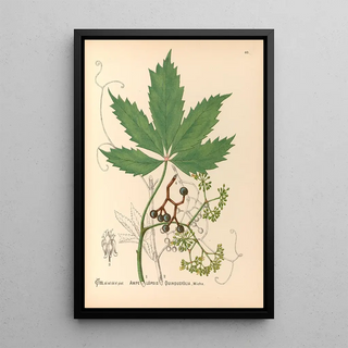 Charles Frederick Millspaugh - Medicinal Plants Pl133.webp