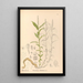 Geneeskrachtige planten Pl138 - Charles Frederick Millspaugh — ingelijst kunstwerk aan de muur