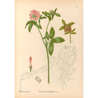 Charles Frederick Millspaugh - Medicinal Plants Pl140.webp