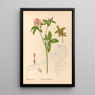 Charles Frederick Millspaugh - Medicinal Plants Pl140.webp