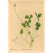 Reproductie van het schilderij Plantenmedicinale Schilderij Pl141 - Charles Frederick Millspaugh