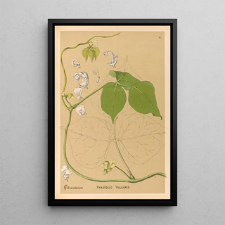 Charles Frederick Millspaugh - Medicinal Plants Pl144.webp
