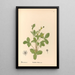 Reproductie van het schilderij Geneeskrachtige planten Pl148 - Charles Frederick Millspaugh