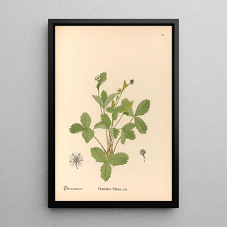 Charles Frederick Millspaugh - Medicinal Plants Pl148.webp