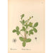 Reproductie van het schilderij Geneeskrachtige planten Pl148 - Charles Frederick Millspaugh