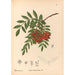 Geneeskrachtige planten Pl149 - Charles Frederick Millspaugh — weergave van het kunstwerk