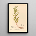 Reproductie van het schilderij Geneeskrachtige planten Pl150 - Charles Frederick Millspaugh