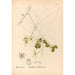 Geneeskrachtige planten Pl151 - Charles Frederick Millspaugh — weergave van het kunstwerk