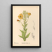 Geneeskrachtige planten Pl153 - Charles Frederick Millspaugh — ingelijst kunstwerk aan de muur