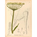 Geneeskrachtige planten Pl156 - Charles Frederick Millspaugh — weergave van het kunstwerk