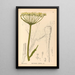 Geneeskrachtige planten Pl156 - Charles Frederick Millspaugh — ingelijst kunstwerk aan de muur