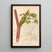 Reproductie van het schilderij Geneeskrachtige planten Pl157 - Charles Frederick Millspaugh