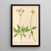Reproductie van het schilderij Geneeskrachtige planten Pl159 - Charles Frederick Millspaugh