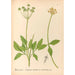 Reproductie van het schilderij Geneeskrachtige planten Pl159 - Charles Frederick Millspaugh