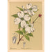 Geneeskrachtige planten Pl164 - Charles Frederick Millspaugh — weergave van het kunstwerk