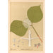 Reproductie van het schilderij Geneeskrachtige planten Pl165 - Charles Frederick Millspaugh