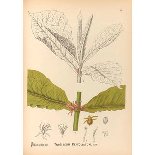 Charles Frederick Millspaugh - Medicinal Plants Pl167.webp