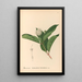 Reproductie van het schilderij Geneeskrachtige planten Pl169 - Charles Frederick Millspaugh