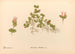 Planten medicinale Pl170 - Charles Frederick Millspaugh — weergave van het kunstwerk