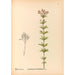 Reproductie van het schilderij Geneeskrachtige planten Pl171 - Charles Frederick Millspaugh
