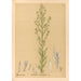Reproductie van het schilderij Geneeskrachtige planten Pl173 - Charles Frederick Millspaugh