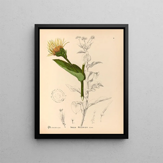 Charles Frederick Millspaugh - Medicinal Plants Pl174.webp