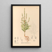 Geneeskrachtige planten Pl175 - Charles Frederick Millspaugh — ingelijst kunstwerk aan de muur