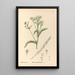 Reproductie van het schilderij Geneeskrachtige planten Pl178 - Charles Frederick Millspaugh