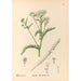 Reproductie van het schilderij Geneeskrachtige planten Pl178 - Charles Frederick Millspaugh