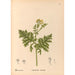 Geneeskrachtige planten Pl179 - Charles Frederick Millspaugh — weergave van het kunstwerk
