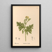 Geneeskrachtige planten Pl179 - Charles Frederick Millspaugh — ingelijst kunstwerk aan de muur