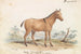 Asinus Hippagrus le YoToTze - Charles Hamilton Smith — artwork view